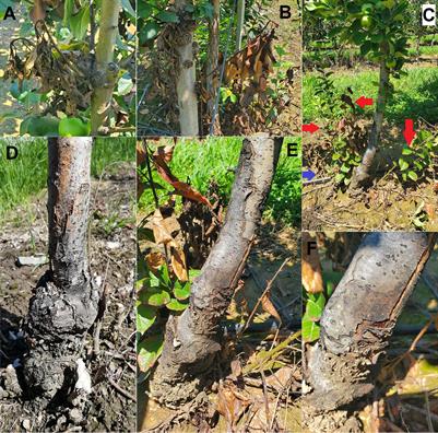 Fire blight rootstock infections causing apple tree death: A case study in high-density apple orchards with Erwinia amylovora strain characterization